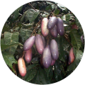 african-plum